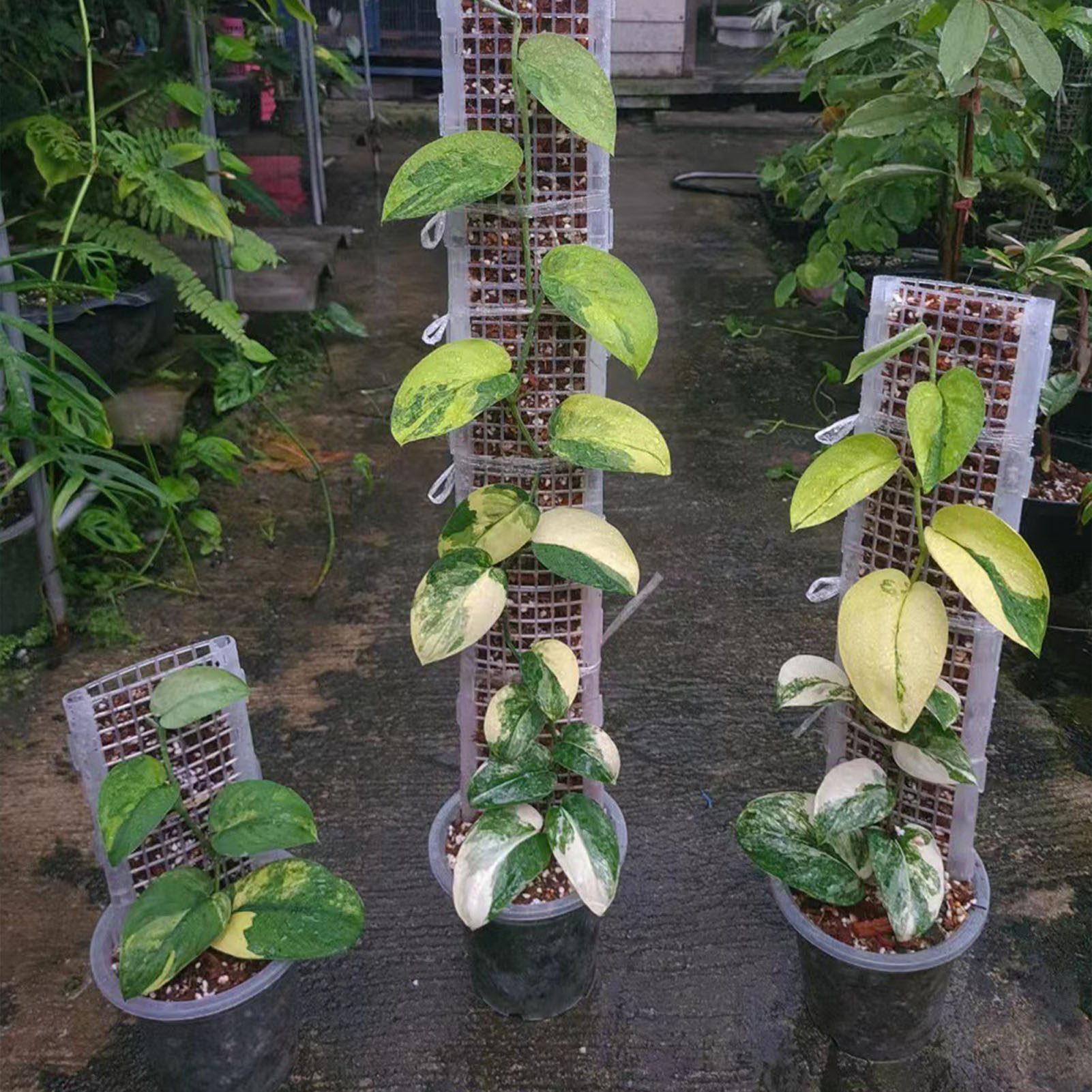 Musgo Plástico Polo para Plant - Sphagnum Moss Dry avaliação e preço