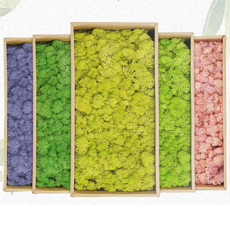 20g artificial verde musgo pla - Sphagnum Moss Dry avaliação e preço